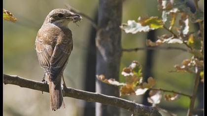Kızılsırtlı örümcekkuşu