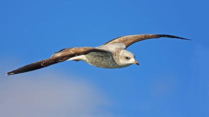 Küçük gümüş martı