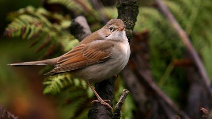 Akgerdanlı ötleğen