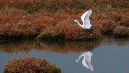 Küçük ak balıkçıl