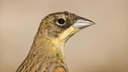 Karabaşlı kirazkuşu