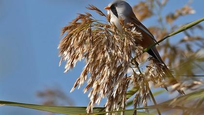 Bıyıklı baştankara