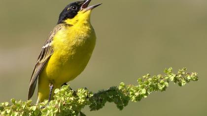 Sarı kuyruksallayan