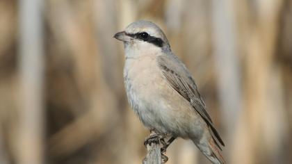 Türkistan örümcekkuşu