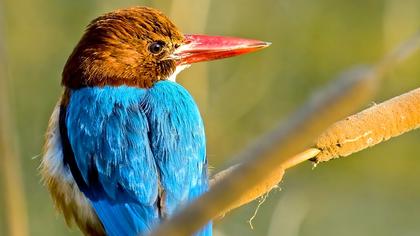 İzmir yalıçapkını