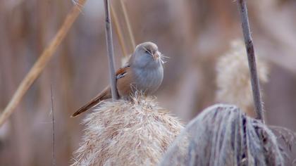 Bıyıklı baştankara