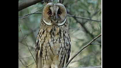 Kulaklı orman baykuşu