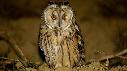 Kulaklı orman baykuşu