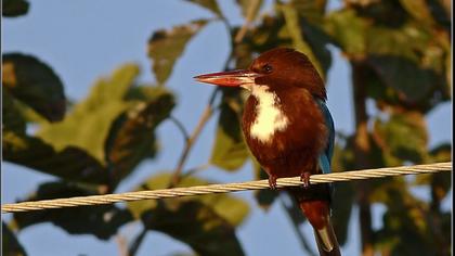 İzmir yalıçapkını