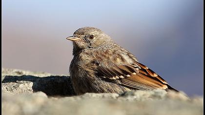 Büyük dağbülbülü