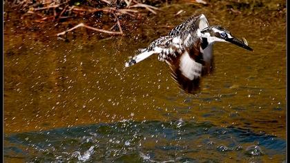 Alaca yalıçapkını