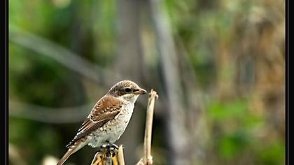 Kızılsırtlı örümcekkuşu