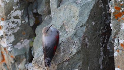 Duvar tırmaşıkkuşu