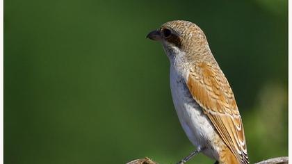 Kızılsırtlı örümcekkuşu