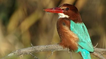 İzmir yalıçapkını