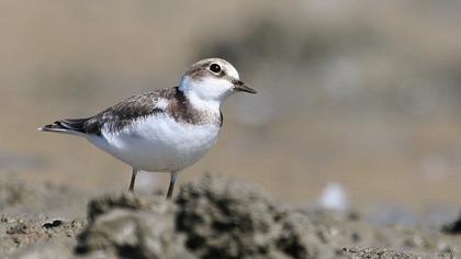 Halkalı küçük cılıbıt