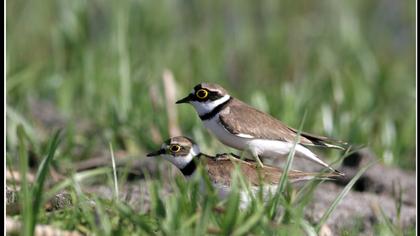 Halkalı küçük cılıbıt