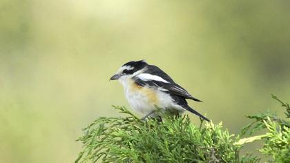 Maskeli örümcekkuşu