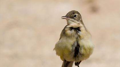 Sarı kuyruksallayan