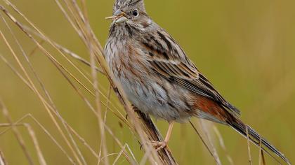 Akbaşlı kirazkuşu