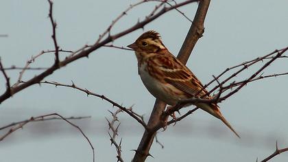 Akkaşlı kirazkuşu