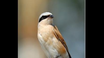 Kızılsırtlı örümcekkuşu