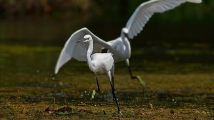 Küçük ak balıkçıl