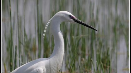 Küçük ak balıkçıl