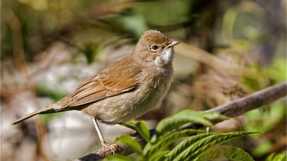 Akgerdanlı ötleğen