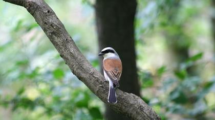 Kızılsırtlı örümcekkuşu