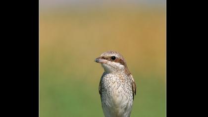 Kızılsırtlı örümcekkuşu