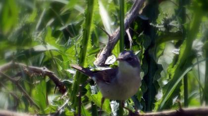Akgerdanlı ötleğen