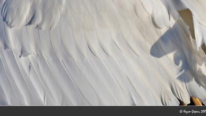 Büyük ak balıkçıl