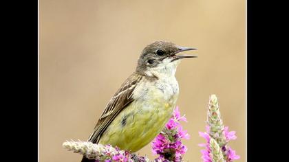 Sarı kuyruksallayan