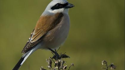 Kızılsırtlı örümcekkuşu