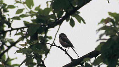Uzunkuyruklu baştankara