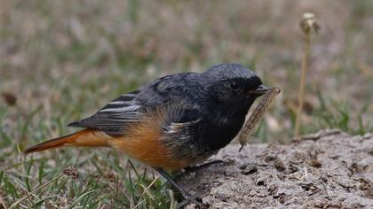 Kara kızılkuyruk
