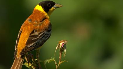 Karabaşlı kirazkuşu