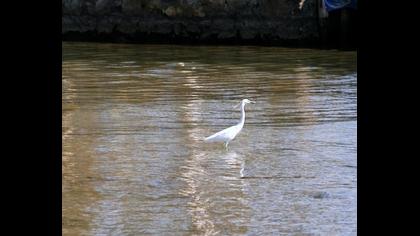 Küçük ak balıkçıl