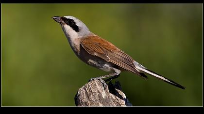 Kızılsırtlı örümcekkuşu