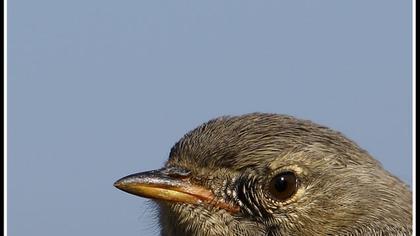 Büyük dağbülbülü