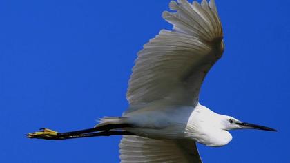 Küçük ak balıkçıl