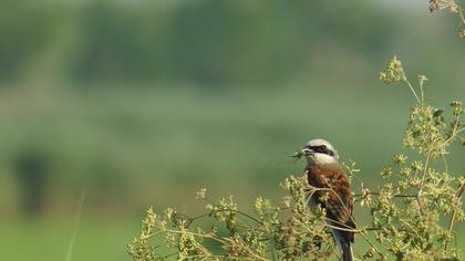 Kızılsırtlı örümcekkuşu