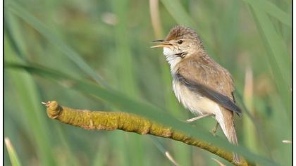 Büyük kamışçın
