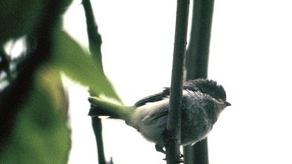 Uzunkuyruklu baştankara