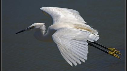 Küçük ak balıkçıl