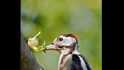 Orman alaca ağaçkakanı
