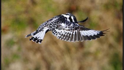 Alaca yalıçapkını