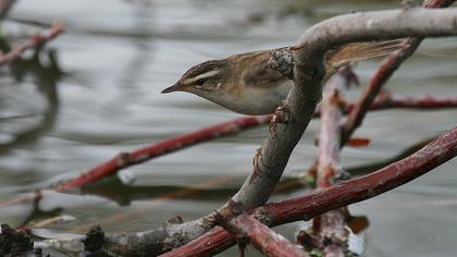 Kındıra kamışçını