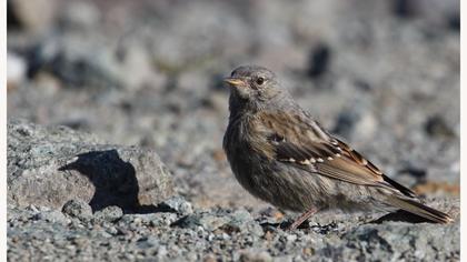 Büyük dağbülbülü